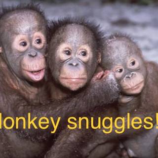 Monkey snugels