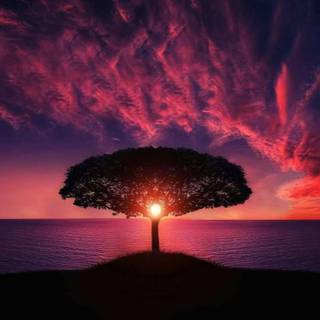 Beautiful tree sunset
