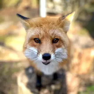 fox :3