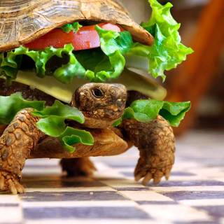 Turtle Sandwich