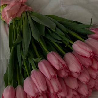 pink tulips
