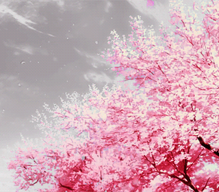 Cherry Blossom (GIF)