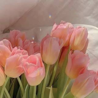 Pink Tulip Wallpaper