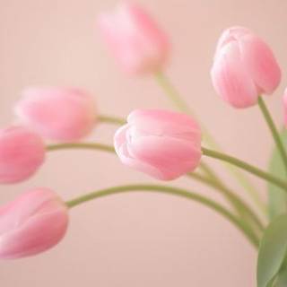 Pink Tulip Wallpaper