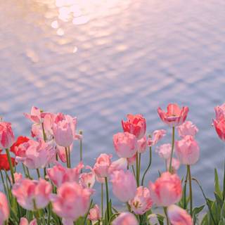 Pink Tulip Wallpaper