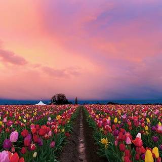 Pink Tulip Field Wallpaper
