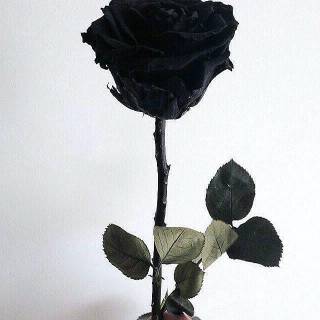 Black rose , @afridi4shahid , 