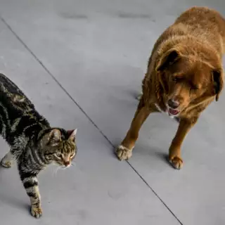 oldest dog and cat in the world