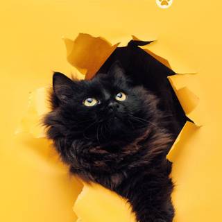 More Than Just A Friend