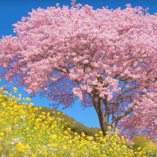 Cherry blossom Chrysanthemum