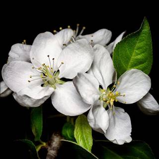 lg k7 fondo de pantalla