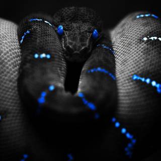 5 gum lookin ahh snake