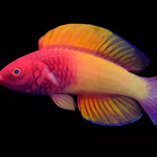 Pink Veil Fairy Fish (Cirrhilabrus Finifenmaa)