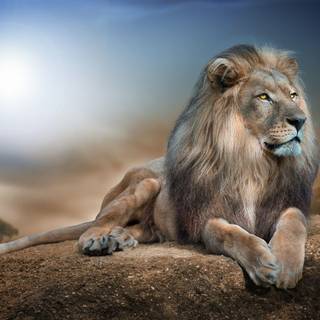 Lion wallpaper 4K 
