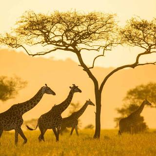 Giraffes in Serengeti National Park, Tanzania, Africa