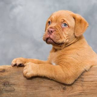 Dogue de Bordeaux by Ilona Krijgsman