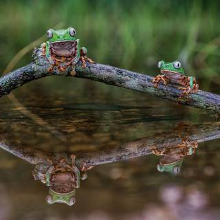 Frogs