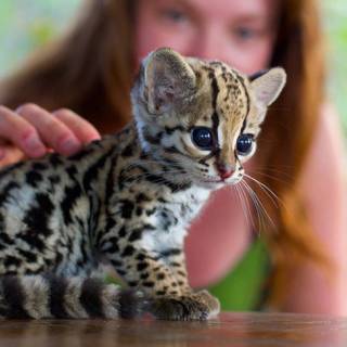 Baby Ocelot 