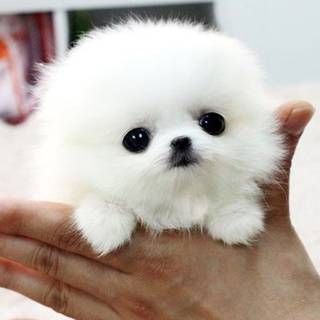 Fluffy Puppy