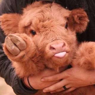 Cuty Cow
