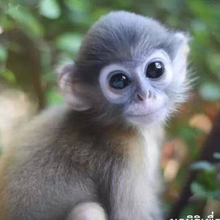 Baby monkey