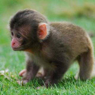 Baby monkey