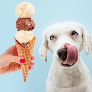 Dog eating ice cream