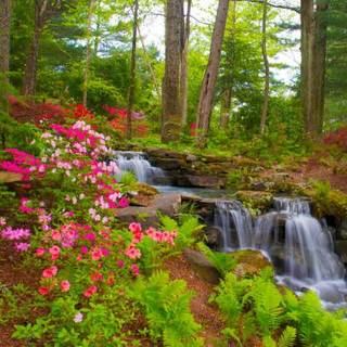 Flowers and waterfalls