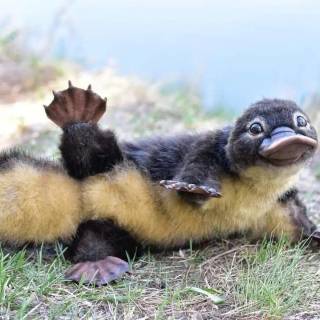 platypus