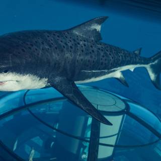 Jurassic world megalodon 