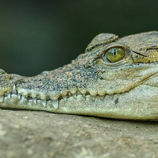 Alligator by Petr Ganaj