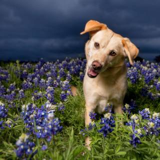 Golden Retriever by Tracy Allard
