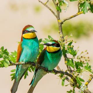 European Bee-Eater