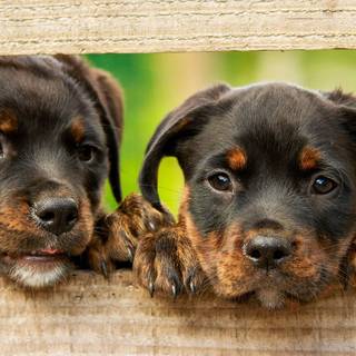 Rottweiler puppies