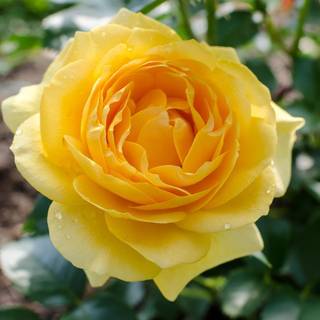yellow rose