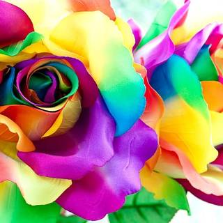 rainbow rose