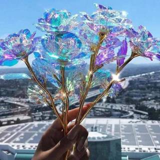 pretty rose