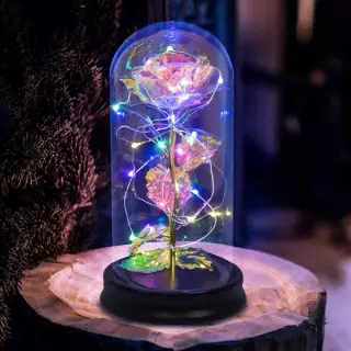 pretty rose