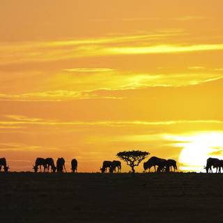 Buffaloes in Serengeti National Park, Tanzania, Africa