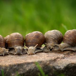 Snails by cablemarder