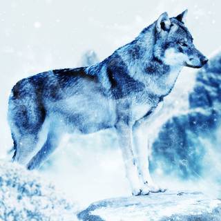 Wolf in winter