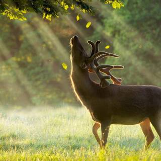 Majestic Deer in Sunbeam
