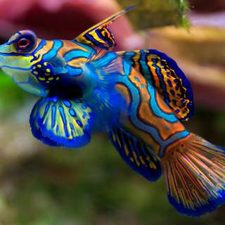 Mandarinfish