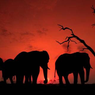 Elephants by Ed Peeters