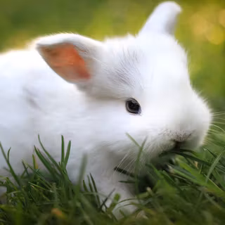 White Rabbit