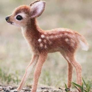 Cutest Deer Ever!