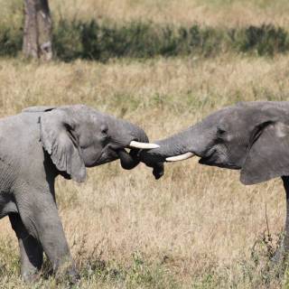 Greeting between elephants