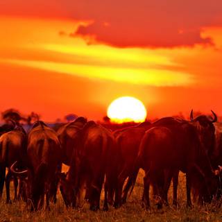Wildebeest at sunset