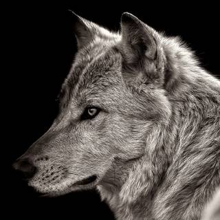 Wolf in black and white