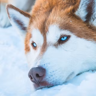 Siberian Husky